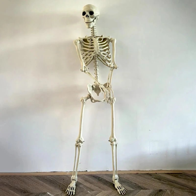 Squelette Articulé de Taille Humaine pour Halloween