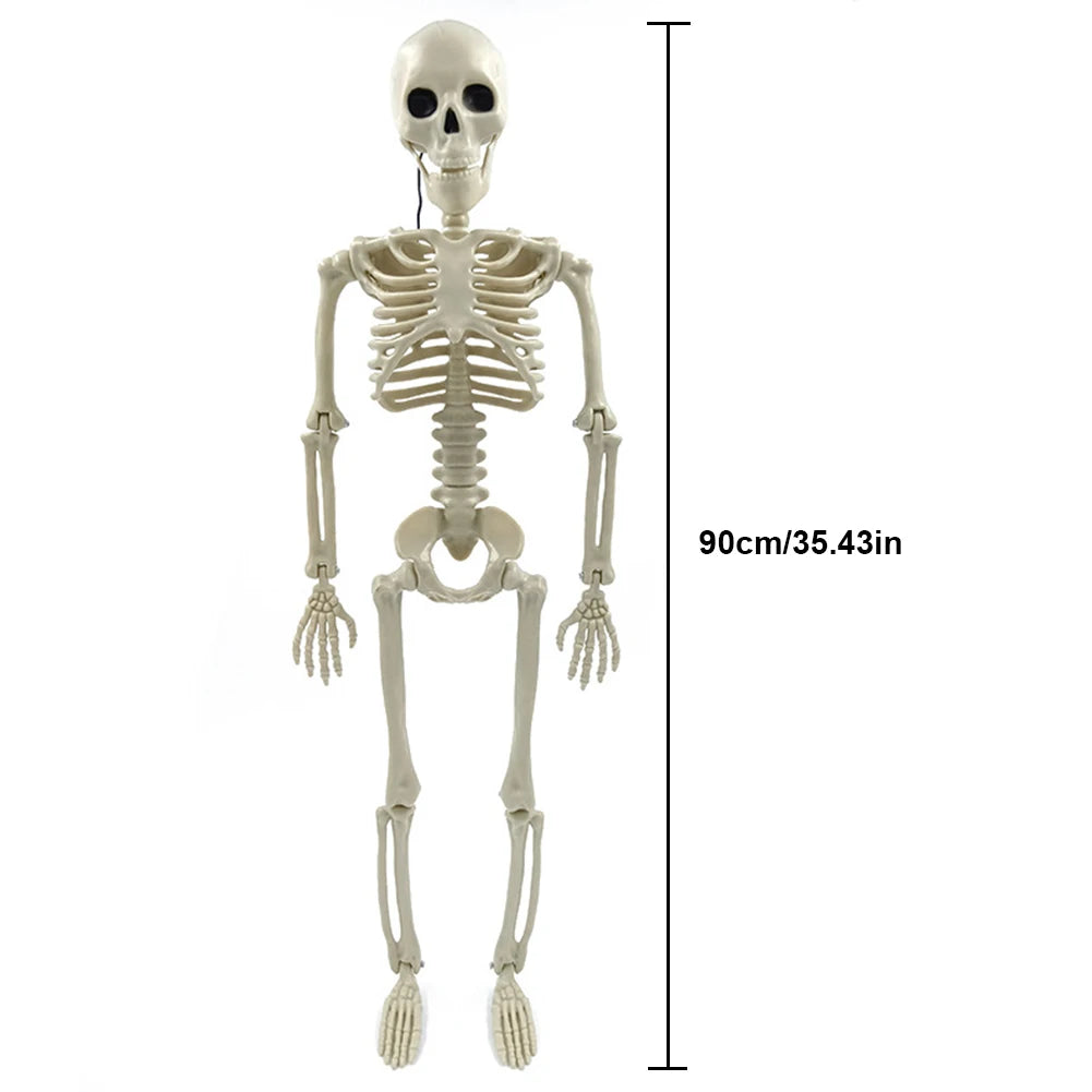 Grand Squelette Articulé de 170cm pour Halloween