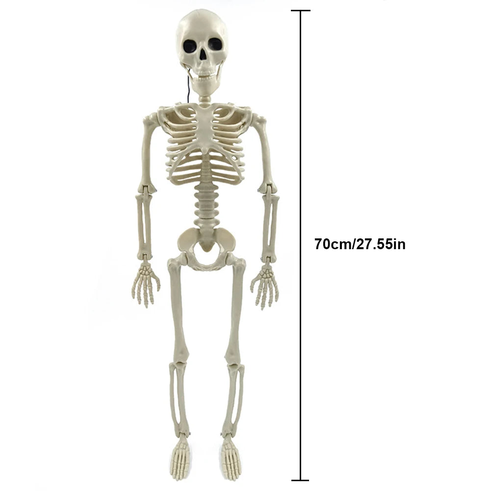 Grand Squelette Articulé de 170cm pour Halloween