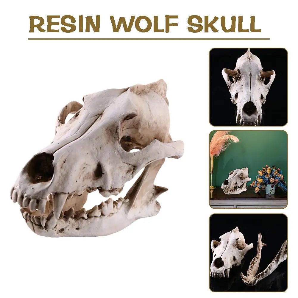 Crâne de Loup en Résine Réaliste Vieillie