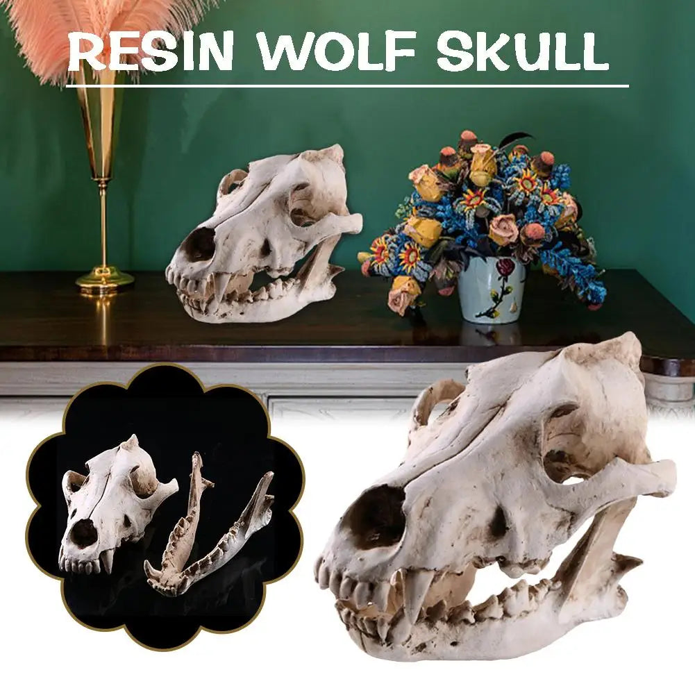 Crâne de Loup en Résine Réaliste Vieillie