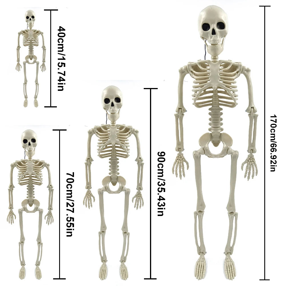 Grand Squelette Articulé de 170cm pour Halloween