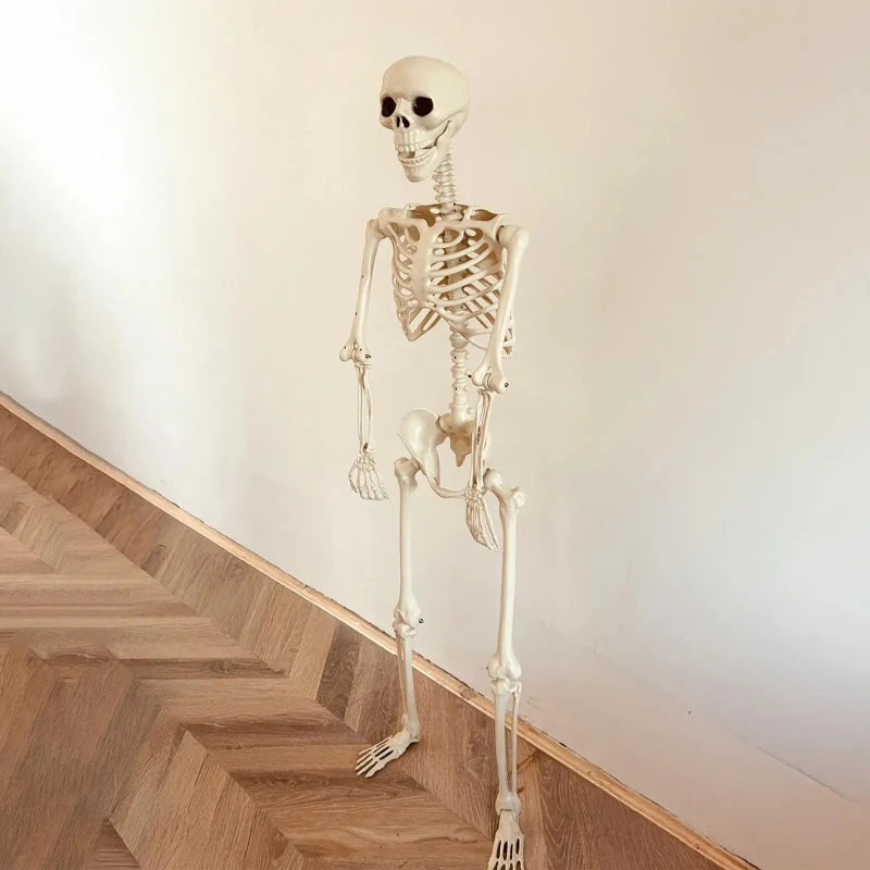 Squelette Articulé de Taille Humaine pour Halloween